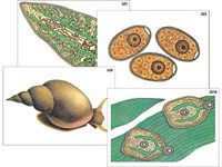 Модель-аппликация "Циклы развития печеночного сосальщика и бычьего цепня" (ламинированная) 6235ED