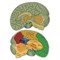LER1903 Развивающая игрушка "Мозг человека модель в разрезе" (демонстрационный материал из мягкой пены, 12.5см., 1 элемент ) LER1903 - фото 47589612