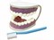Модель "Гигиена зубов" - фото 49455668