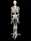 Скелет человека на подставке (170 см) - фото 49455671