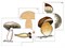 Модель-аппликация "Размножение шляпочного гриба" (ламинированная) - фото 51508195
